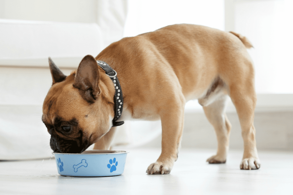 Är färskfoder bra för hundar? Fördelar och nackdelar med färskfoder - petbud
